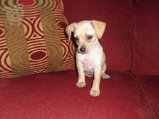 PoulaTo: mini Pinscher